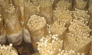 为什么种植金针菇有的发白有的发黄 金针菇种植技术
